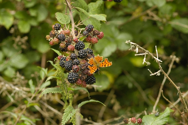 comma, butterfly, comma butter-5.jpg - COMMA - SHIPTON BELLINGER, HANTS - 23.8.08